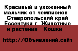 Красивый и ухоженный мальчик от чемпионов  - Ставропольский край, Ессентуки г. Животные и растения » Кошки   